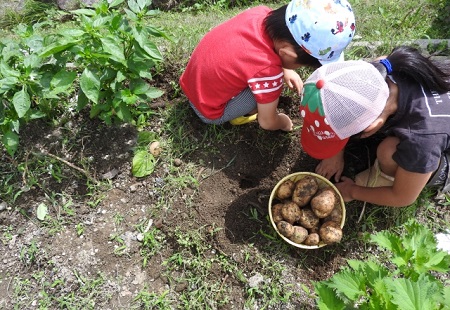 子供がジャガイモを収穫している様子