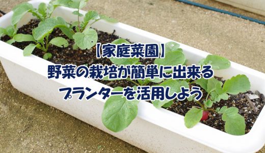 【家庭菜園】野菜の栽培を簡単に出来る方法？プランターを活用しよう！理由４つ