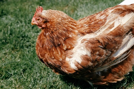 鶏の除草力はどのくらい？