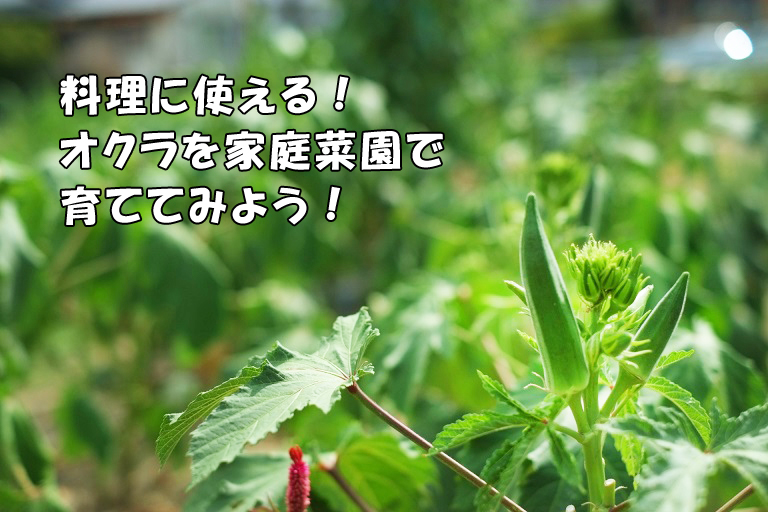 料理に使える オクラを家庭菜園で育ててみよう エデンな暮らし