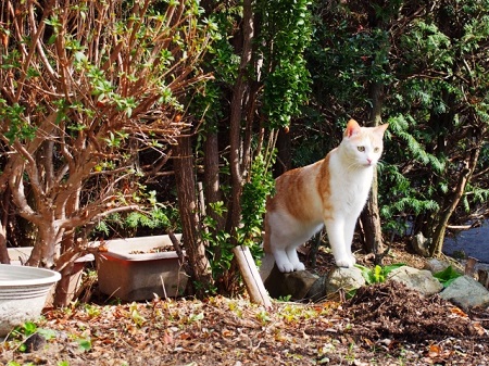 庭にいる猫