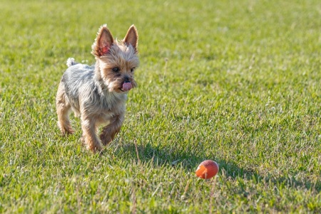 芝の上でボールで遊ぶ犬