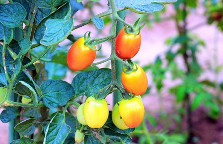家庭菜園のトマト