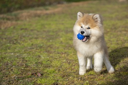 ボールを噛む犬