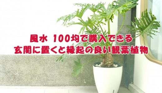 風水 100均で購入できる玄関に置くと縁起の良い観葉植物