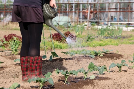 家庭菜園の土に水をやる女性