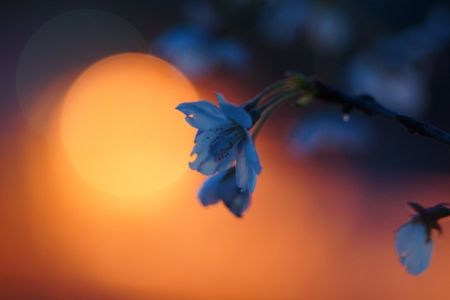 アンニュイな光が夜の桜にあたっている様子