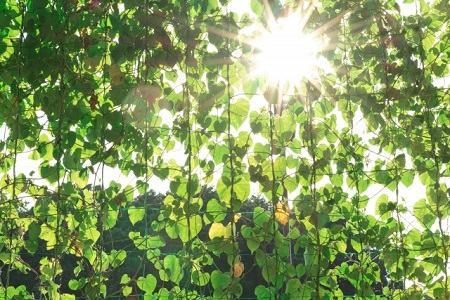 グリーンカーテンと太陽の光
