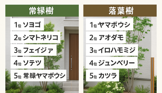 シンボルツリーに人気の庭木ランキング【常緑・落葉別】｜プロが選ぶベスト10